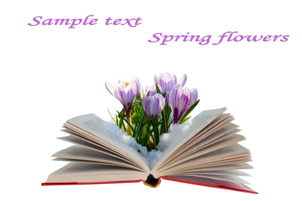 Open book with crocuses — Stock Photo, Image
