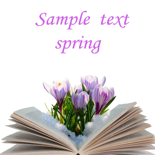 Open book with crocuses — Stock Photo, Image