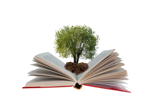 Open book with tree — Stock Photo, Image
