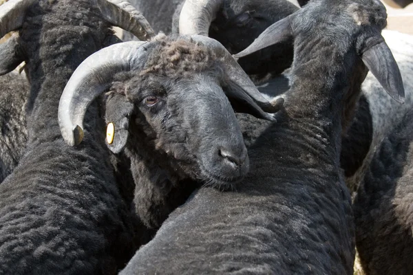 Černá ovce — Stock fotografie