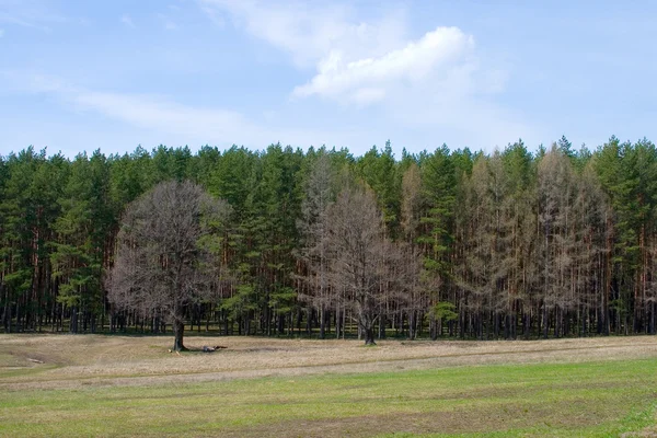 Jarní borový les — Stock fotografie