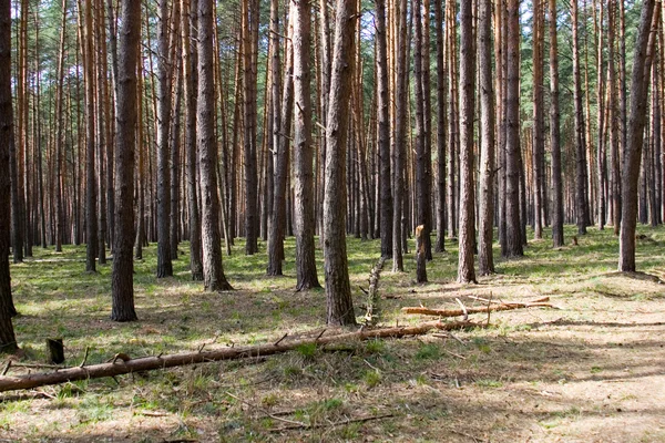 Spring pine forest — Stock Photo, Image