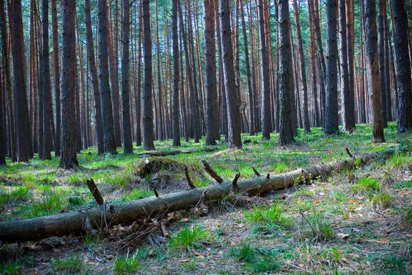 Jarní borový les — Stock fotografie