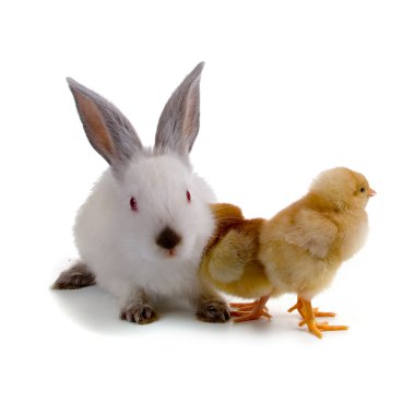 tavşan ve beyaz arka plan üzerinde izole tavuk