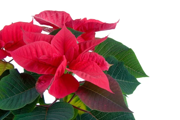 stock image Red poinsettia