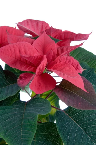 Stock image Red poinsettia