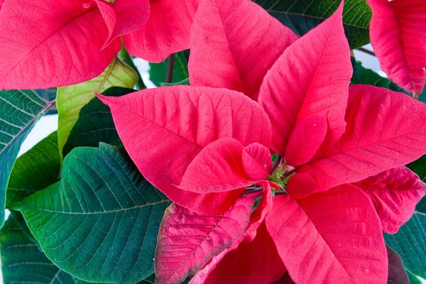Flores rojas de la estrella de Navidad de cerca —  Fotos de Stock