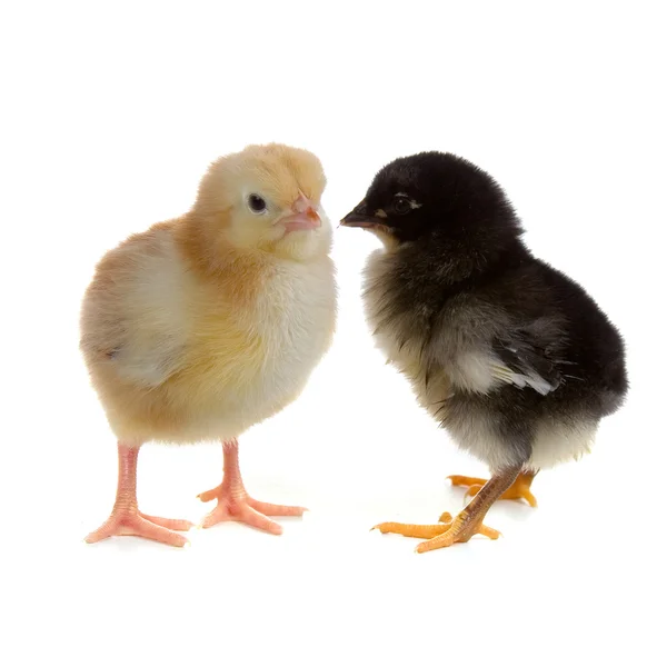 Chickens — Stock Photo, Image