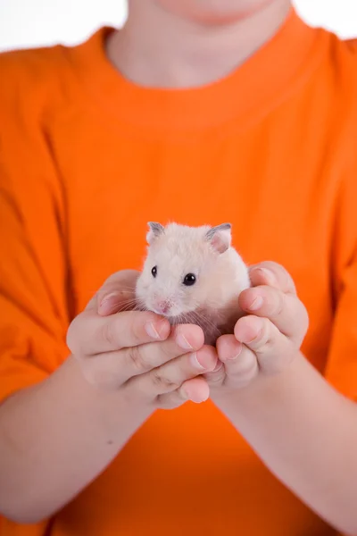 Hamster nas mãos das crianças — Fotografia de Stock