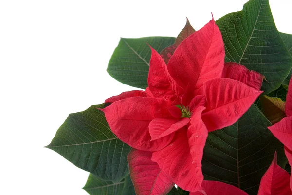 Red poinsettia — Stock Photo, Image