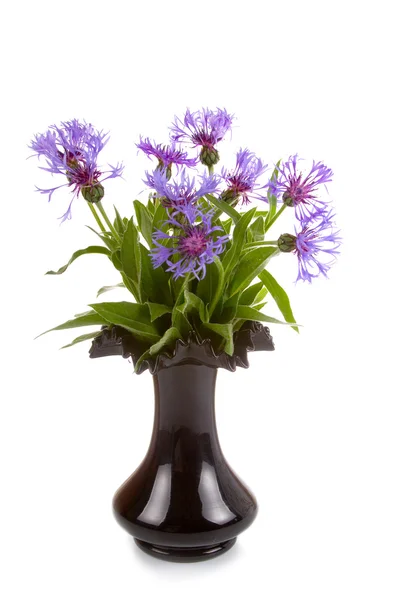 Cornflowers em um vaso preto — Fotografia de Stock