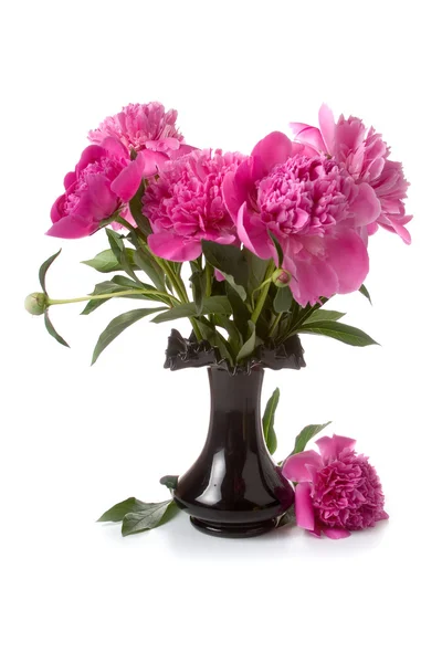 Pink peonies in a vase of black — Stock Photo, Image