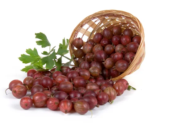 Gooseberries poured out of the basket — Stock Photo, Image