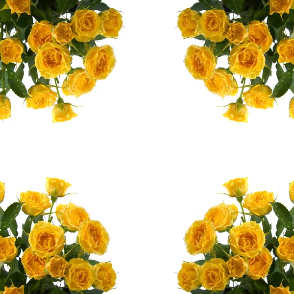 Cadre des roses jaunes — Photo