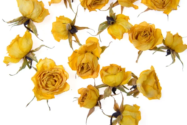 Rosas amarelas secas — Fotografia de Stock