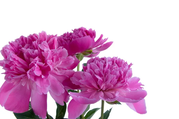 Rózsaszín pünkösdi rózsa — Stock Fotó