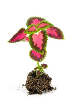 Sprouts of flowers(Coleus Lour) clipart