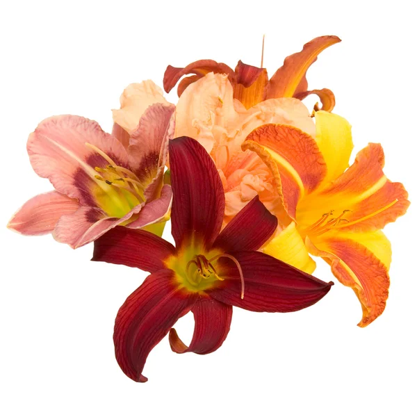 Složení z lilií — Stock fotografie