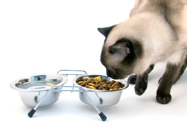 与猫食和猫碗 — 图库照片
