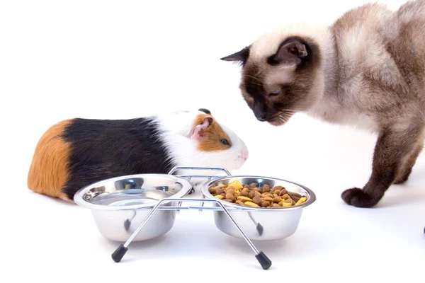 Guiné-porco, gato e tigela com alimentos — Fotografia de Stock