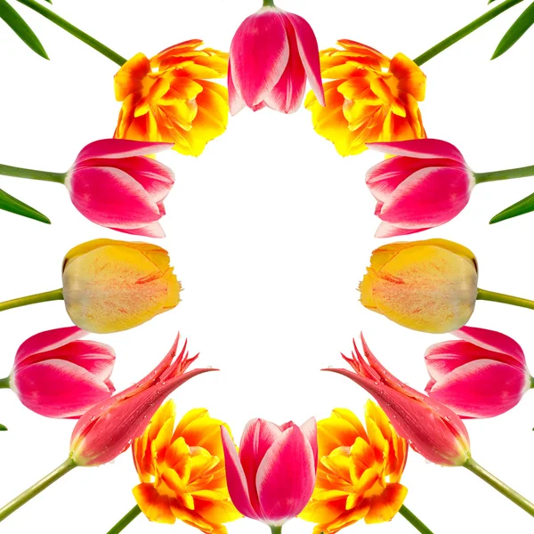 Tulipán, a fehér háttér-tól. — Stock Fotó