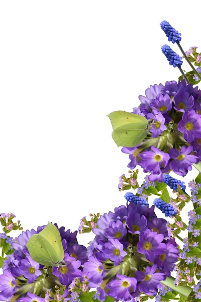 Komposition aus Frühlingsblumen und Schmetterlingen auf weißem Hintergrund. — Stockfoto
