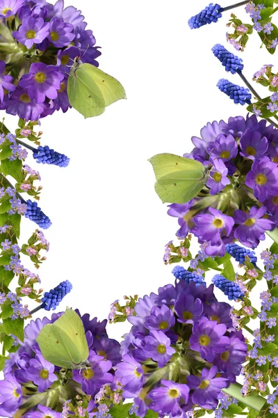 Frühlingsblumen und Schmetterlinge auf weißem Hintergrund. — Stockfoto