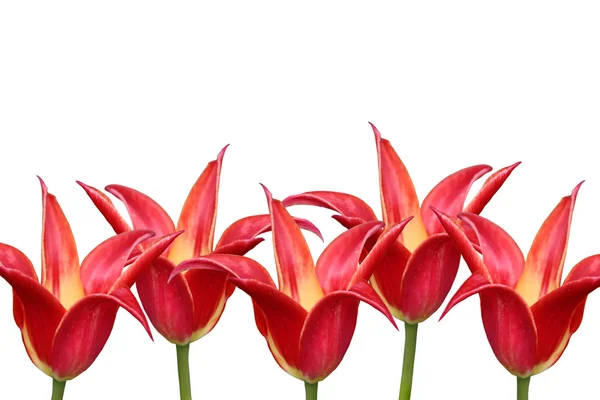 Cinco tulipas vermelhas em um fundo branco. — Fotografia de Stock