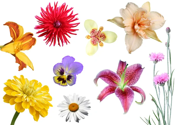 Collage from flowers on a white background. — Stock Photo, Image