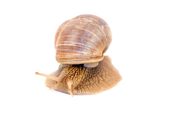 stock image Snail isolated on white background
