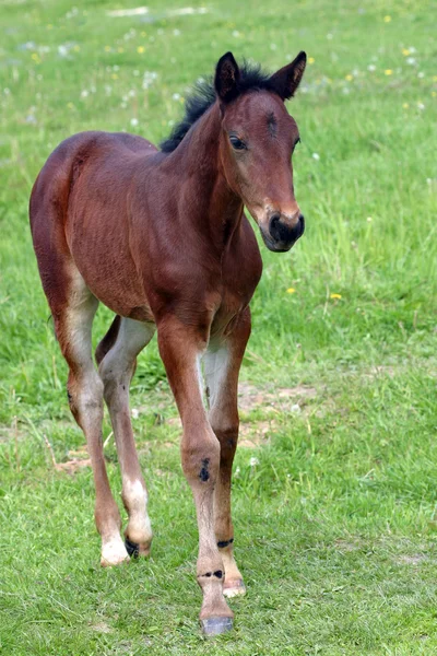 Beautiful brown foal on a meadow. — Stock Photo, Image