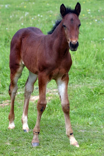 Beautiful brown foal on a meadow. — Stock Photo, Image
