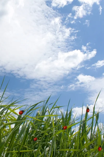 Biedronki na trawie i piękne niebo — Zdjęcie stockowe