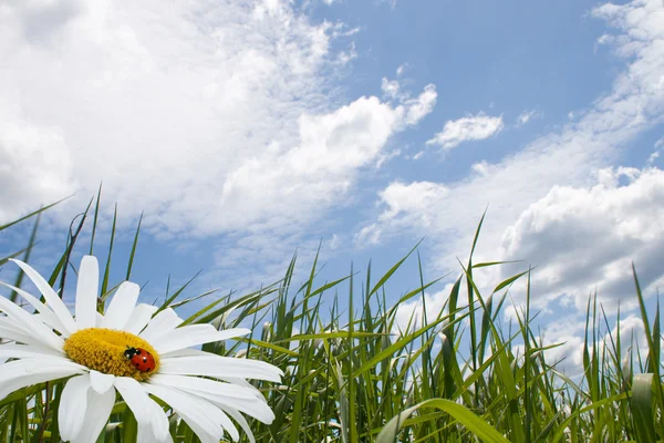 Kamille met lieveheersbeestje, groen gras en een blauwe hemel — Stockfoto