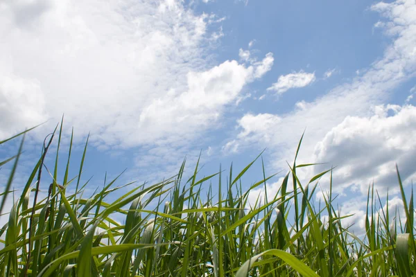 Grönt gräs och blå himmel — Stockfoto