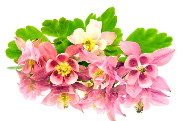 Růžové květy aquilegia a její reflexe na modrém pozadí — Stock fotografie