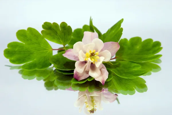 Roze bloem van aquilegia en haar reflectie op een blauwe achtergrond — Stockfoto