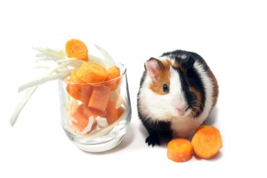 Cocktail for guinea-pig. Isolated on a white background. clipart