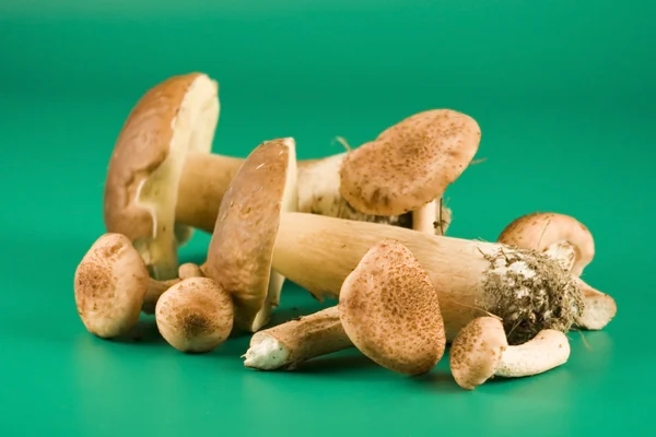Mushrooms on green background — Stock Photo, Image
