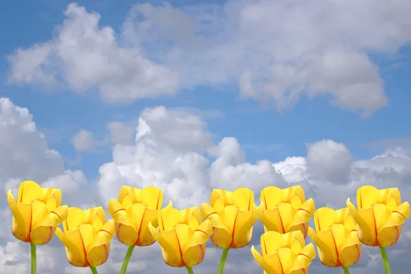 Yellow tulips on a background of the cloudy sky. A spring card. — Stock Photo, Image