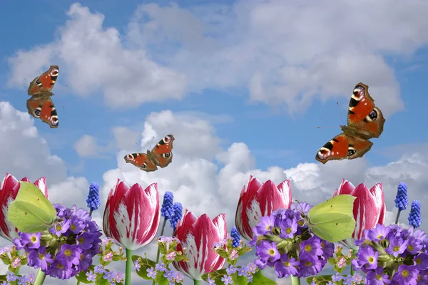 Kompozycja z wiosennych kwiatów i motyli na tle clou — Zdjęcie stockowe