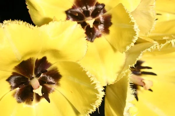 stock image Background from yellow tulips