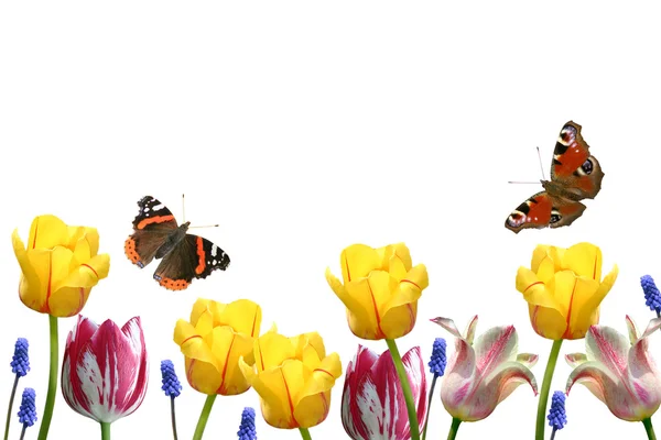 Composition from tulips and butterflies on a white background. — Stock Photo, Image