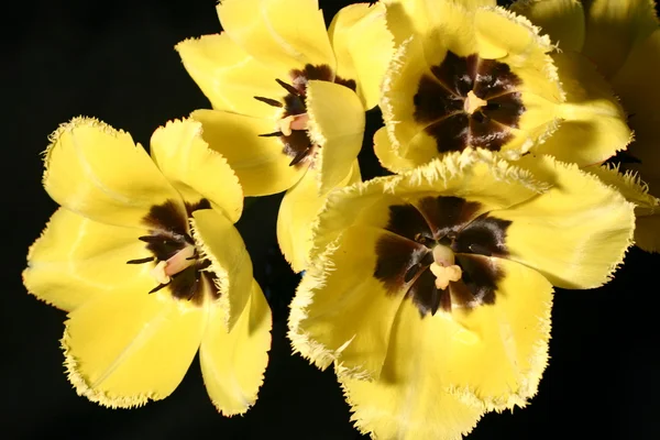 Yellow tulips on a black background — Stock Photo, Image