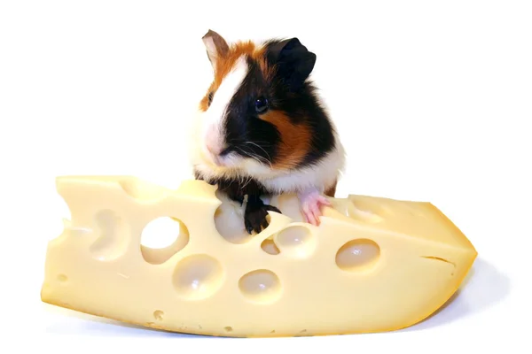 stock image Guinea-pig sits on a piece of cheese. Isolated on a white background.