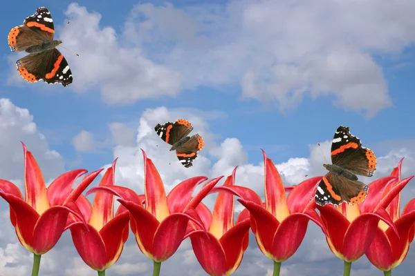 Red tulips and butterflies on a background of the cloudy sky. A spring card — Stock Photo, Image