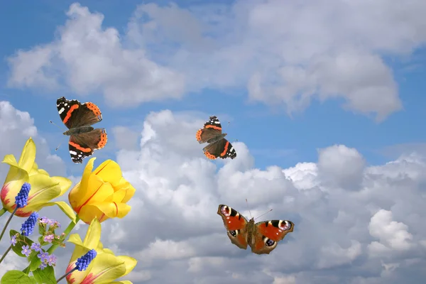 Tulips and butterflies on a background of the cloudy sky. A spring card. — Stock Photo, Image