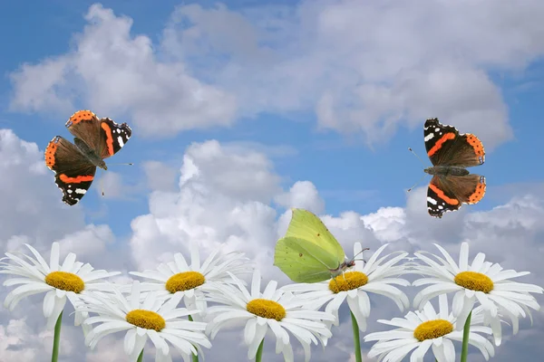 Chamomiles and butterflies on a background of the cloudy sky. — Stock Photo, Image
