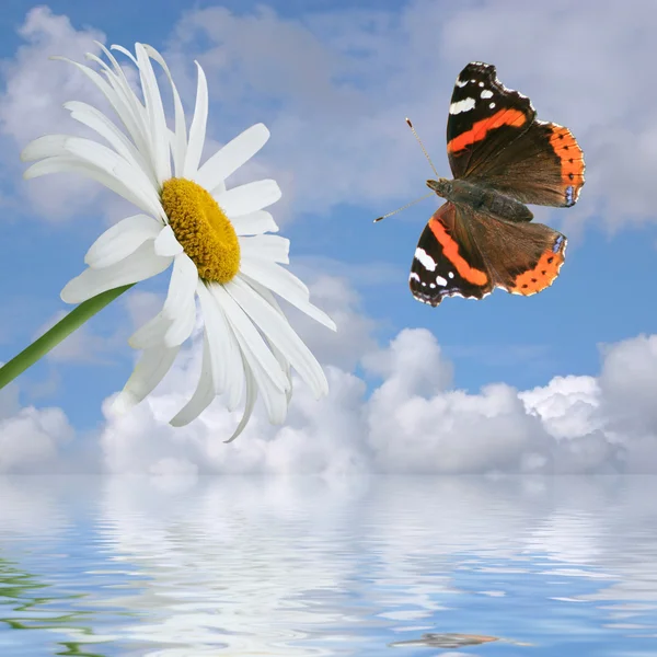 Chamomile and butterfly on a background of the cloudy sky. — Stock Photo, Image