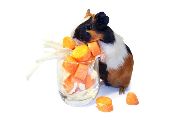 Cocktail for guinea-pig. Isolated on a white background. — Stock Photo, Image